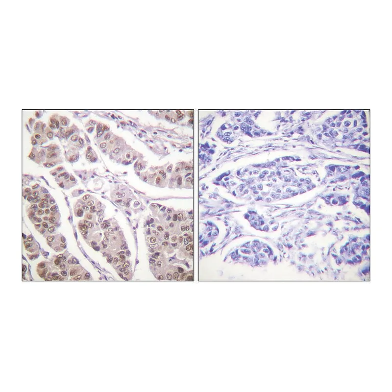 Merck Anti-Histone H4 antibody produced in rabbit