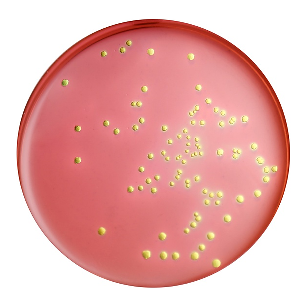 Himedia EMB Agar Base