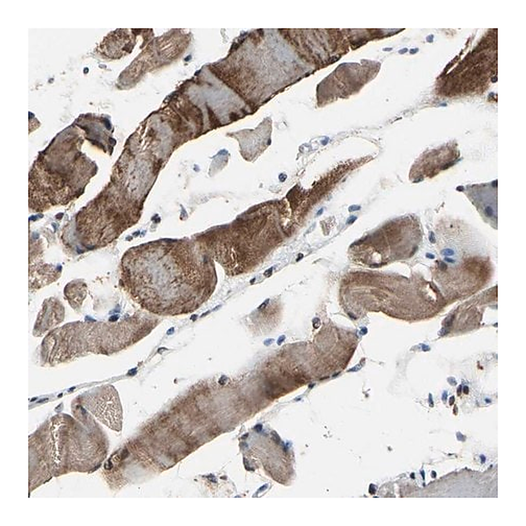 Merck Anti-HIPK2 antibody produced in rabbit