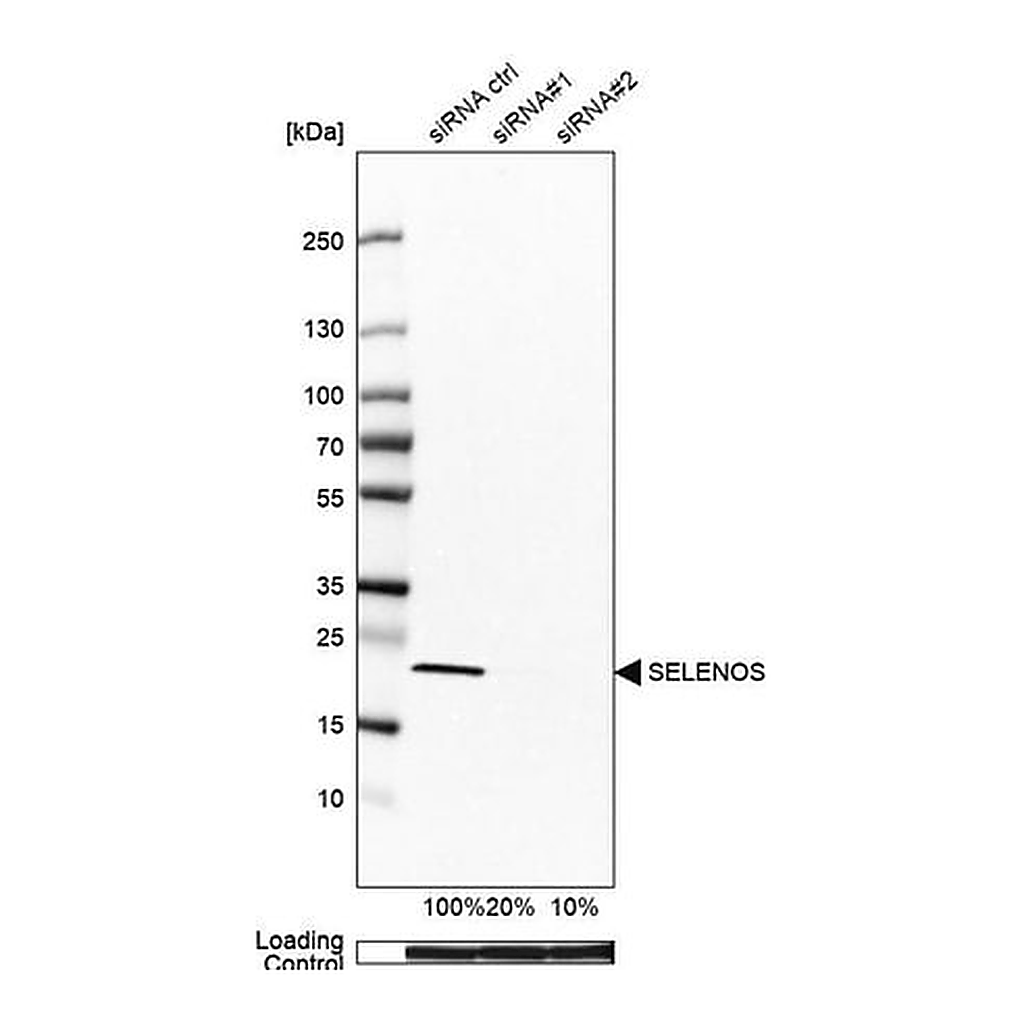 Merck Anti-SELENOS antibody produced in rabbit