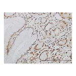 Merck Monoclonal Anti-POLK antibody produced in mouse