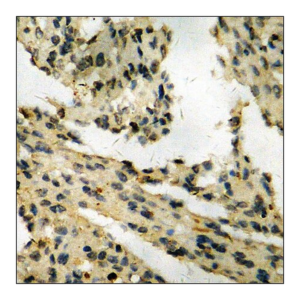 Merck Anti-phospho-Retinoblastoma (pSer795) antibody produced in rabbit
