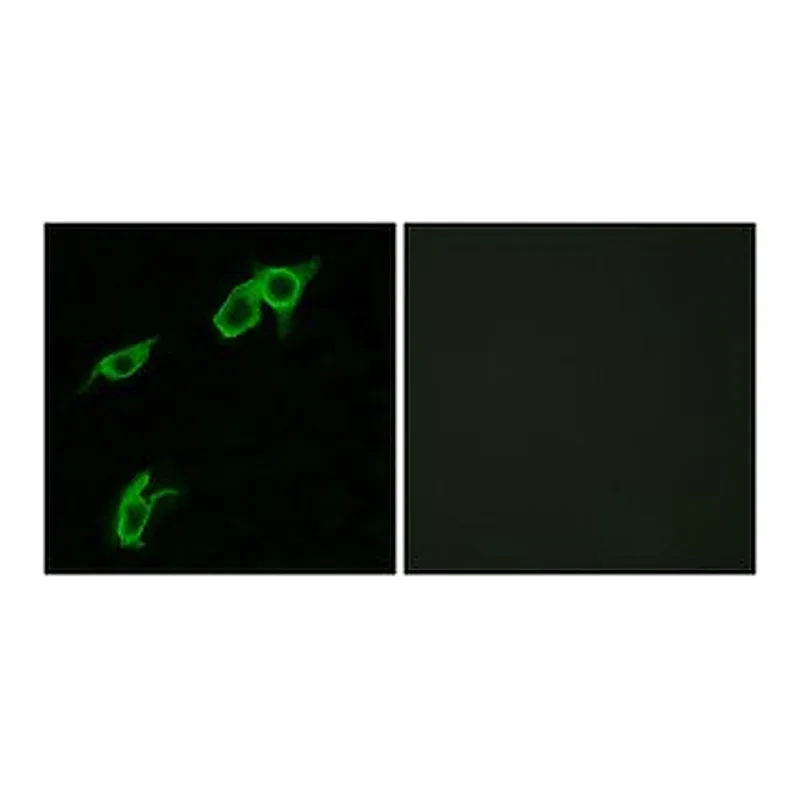 Merck ANTI-GPR75 ANTIBODY PRODUCED IN RABBIT