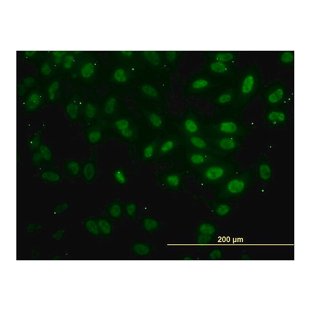 Merck Monoclonal Anti-FAF1 antibody produced in mouse