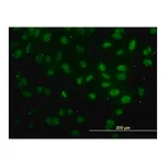 Merck Monoclonal Anti-FAF1 antibody produced in mouse