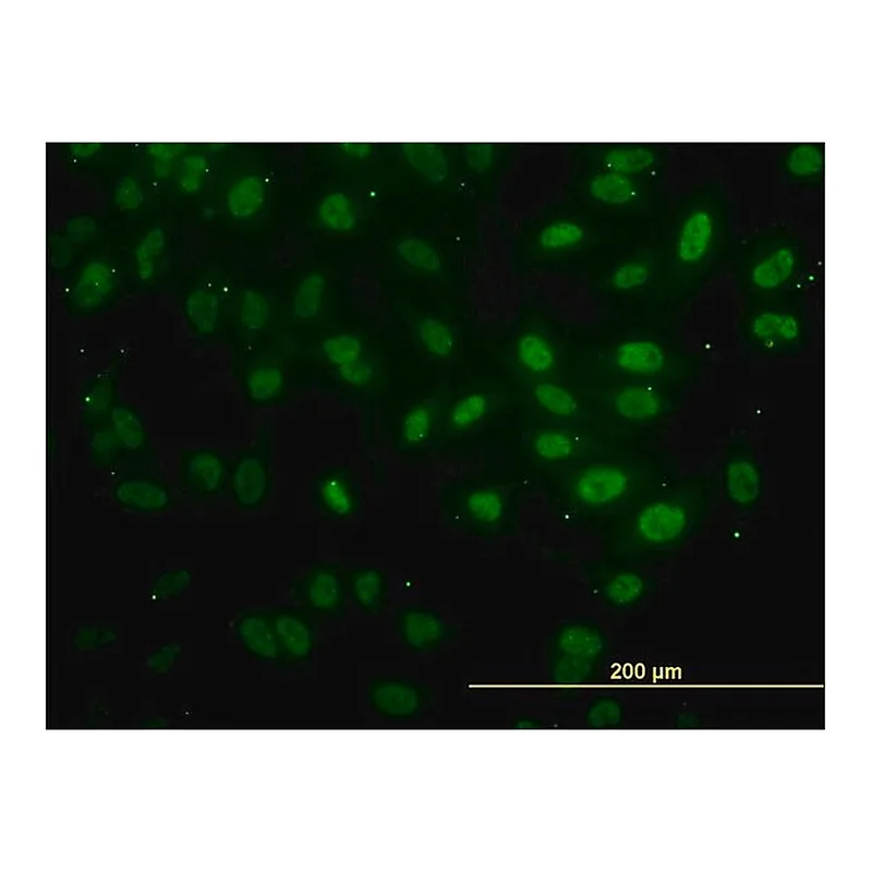 Merck Monoclonal Anti-FAF1 antibody produced in mouse