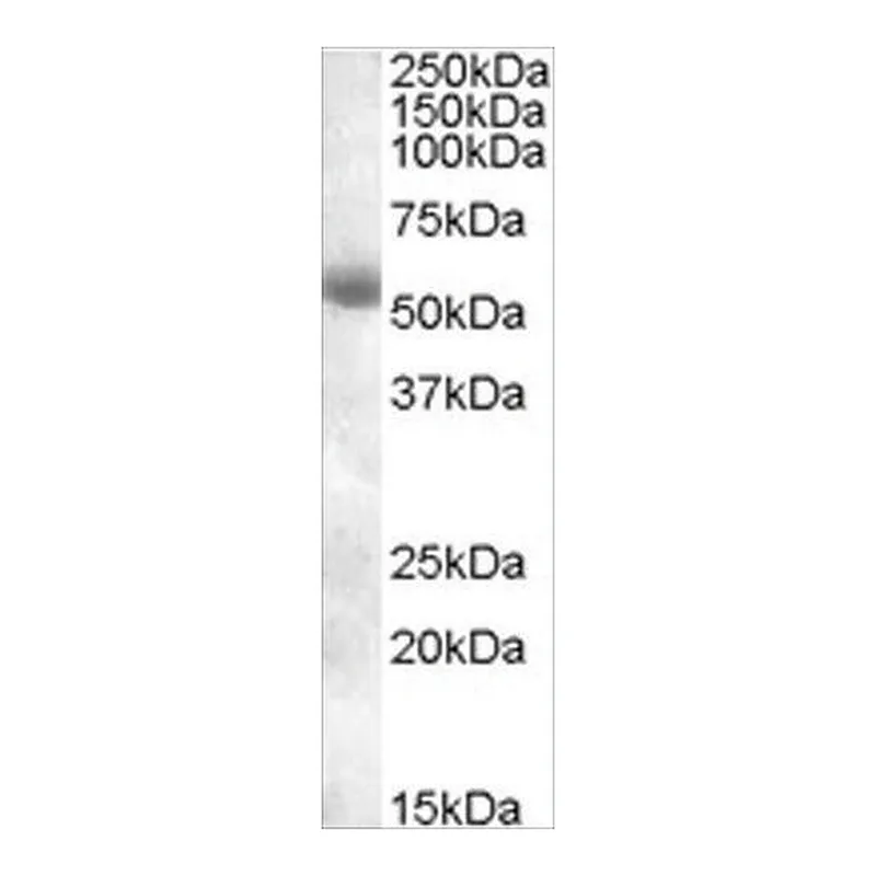 Merck Anti-TMPRSS2 antibody produced in goat