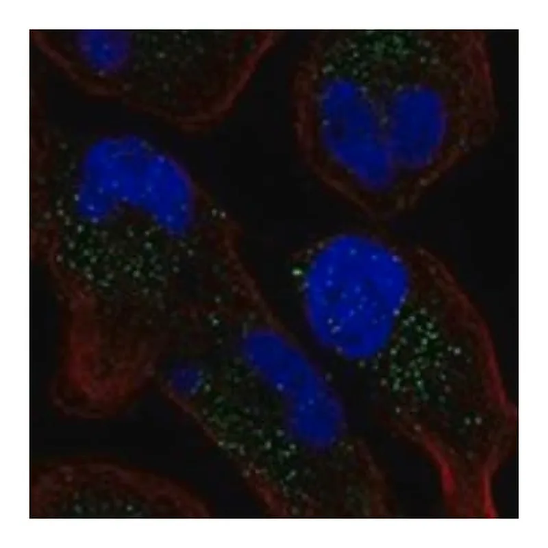 Merck Anti-GPR65 antibody produced in rabbit