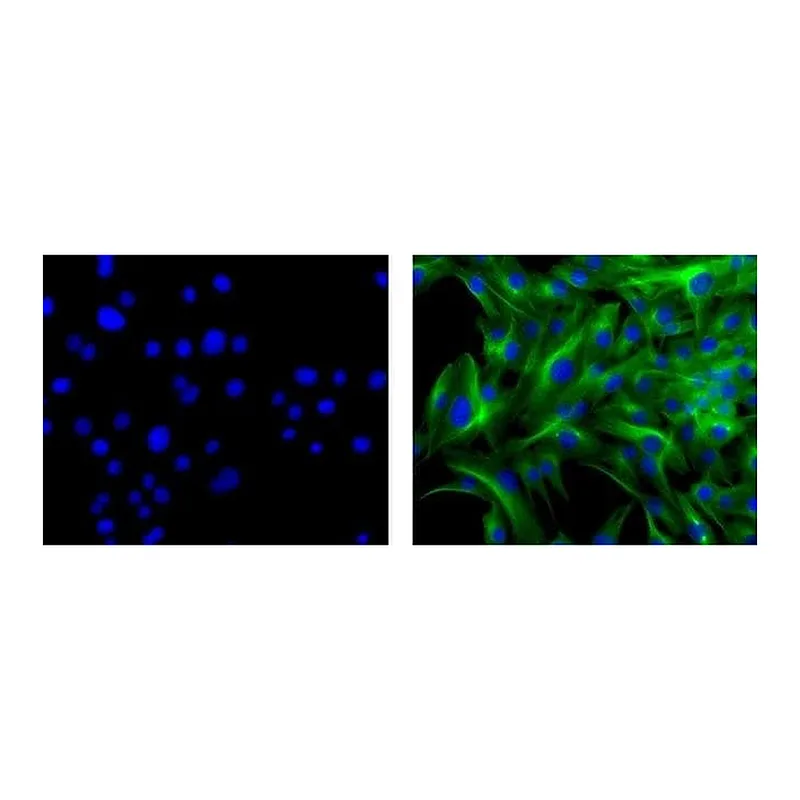 Thermo Fisher Scientific Rat anti-Mouse IgG1 Secondary Antibody, Biotin, eBioscience