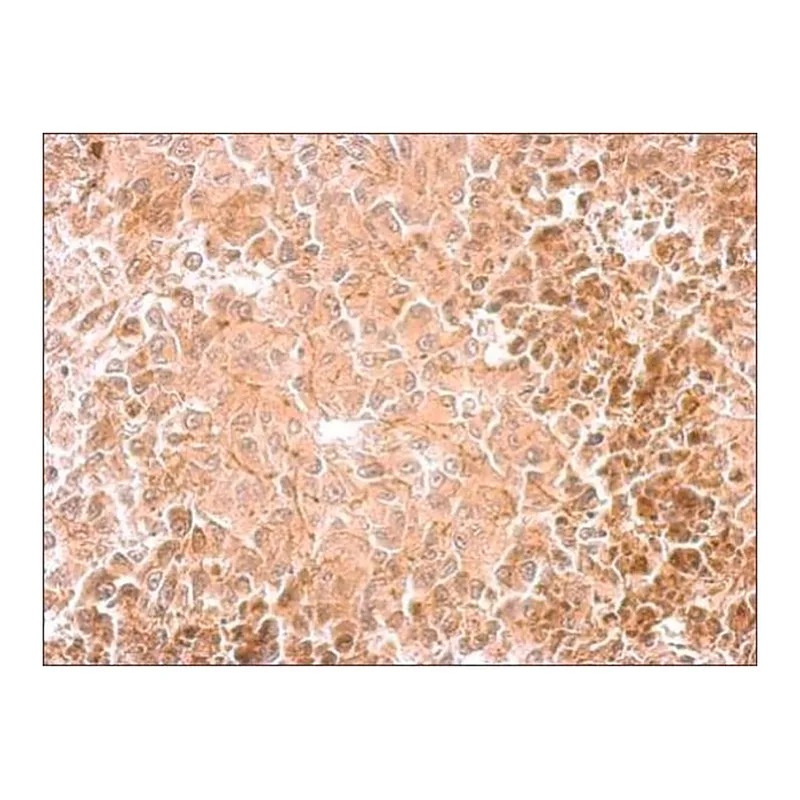 Merck Anti-DBH antibody produced in rabbit