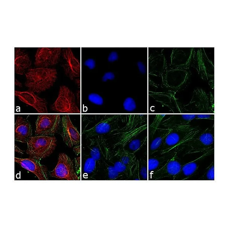 Thermo Fisher Scientific Goat anti-Rabbit IgG (H+L) Secondary Antibody, TRITC