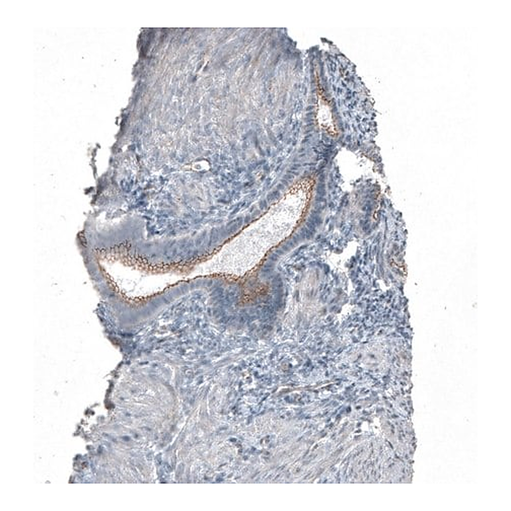 Merck Anti-FGFR2 antibody produced in rabbit