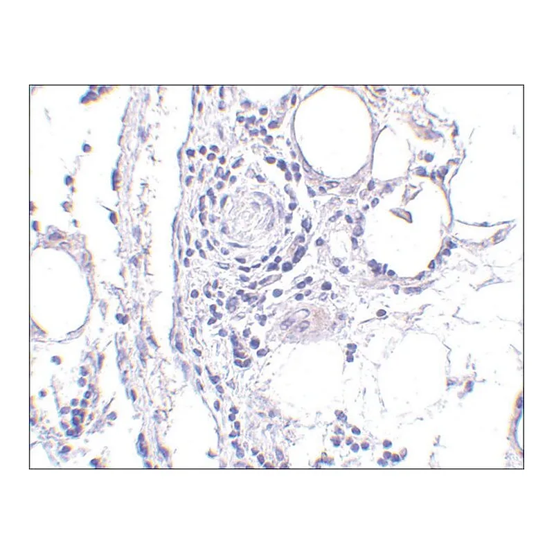 Merck Anti-FABP7 antibody produced in rabbit