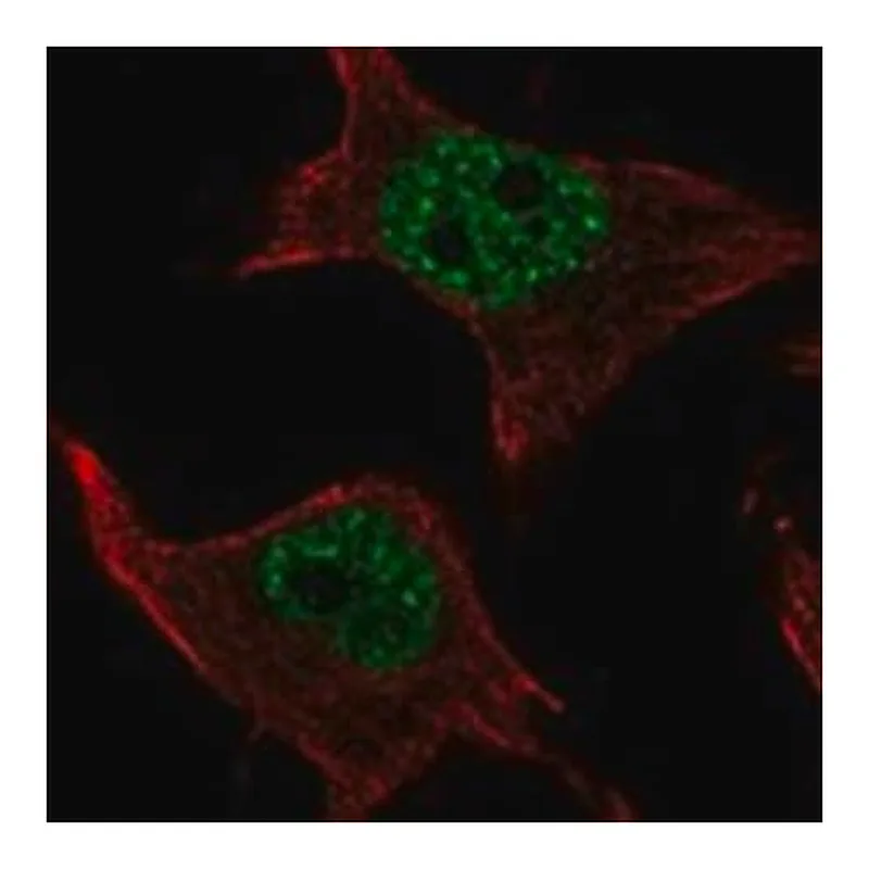 Merck Anti-SMIM19 antibody produced in rabbit