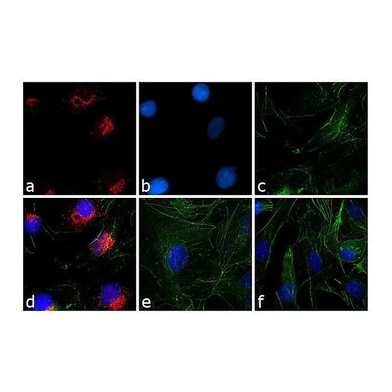 Thermo Fisher Scientific Goat anti-Rabbit IgG (H+L) Cross-Adsorbed Secondary Antibody, Texas Red-X