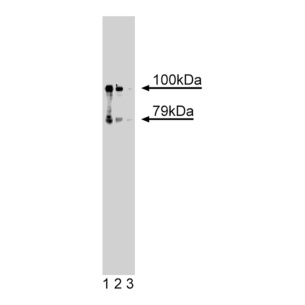 BD Purified Mouse Anti-Human hCNK1