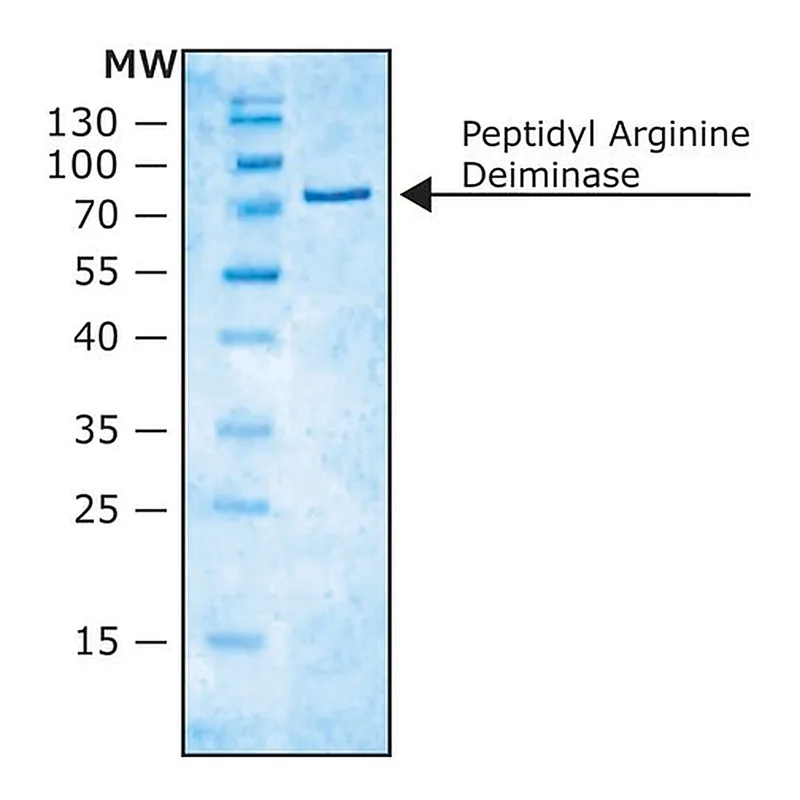 Merck Peptidyl Arginine Deiminase from rabbit skeletal muscle