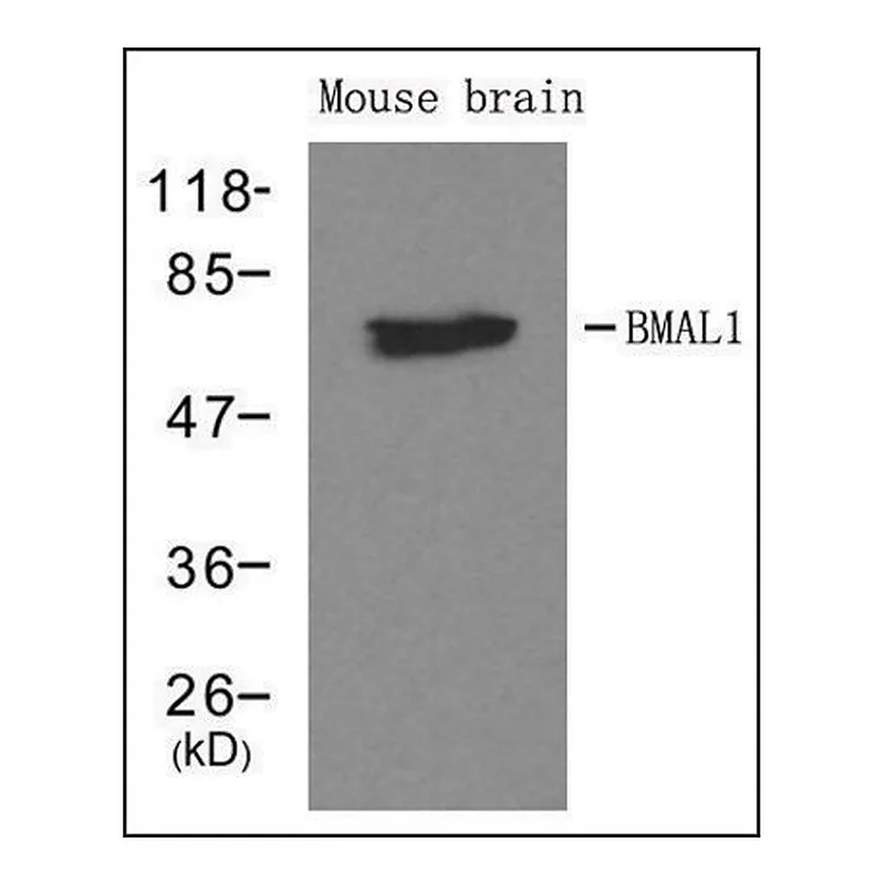 Merck Anti-ARNTL antibody produced in rabbit