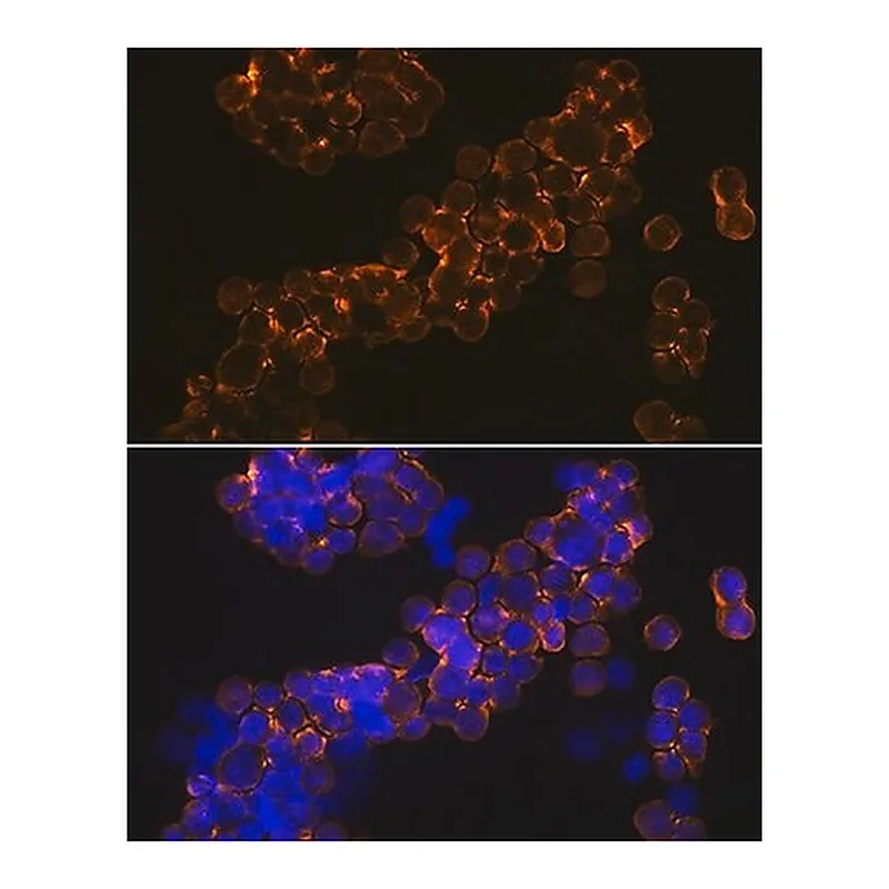 Merck Anti-NMDAR1 antibody produced in rabbit