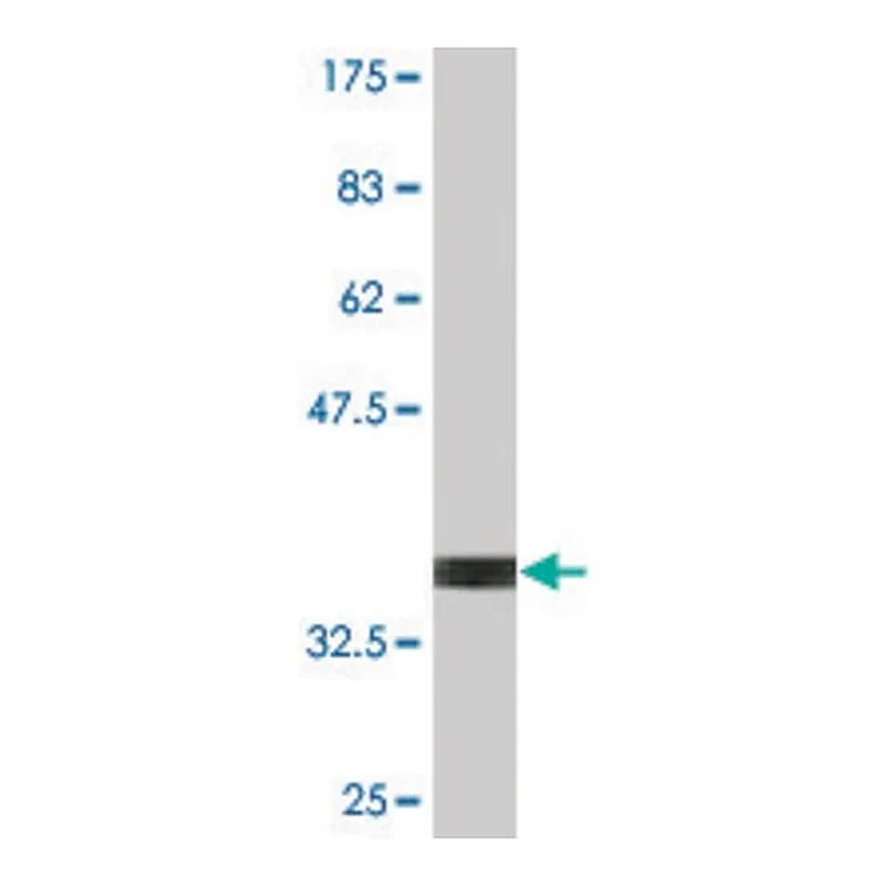 Merck Monoclonal Anti-SRP54, (N-terminal) antibody produced in mouse