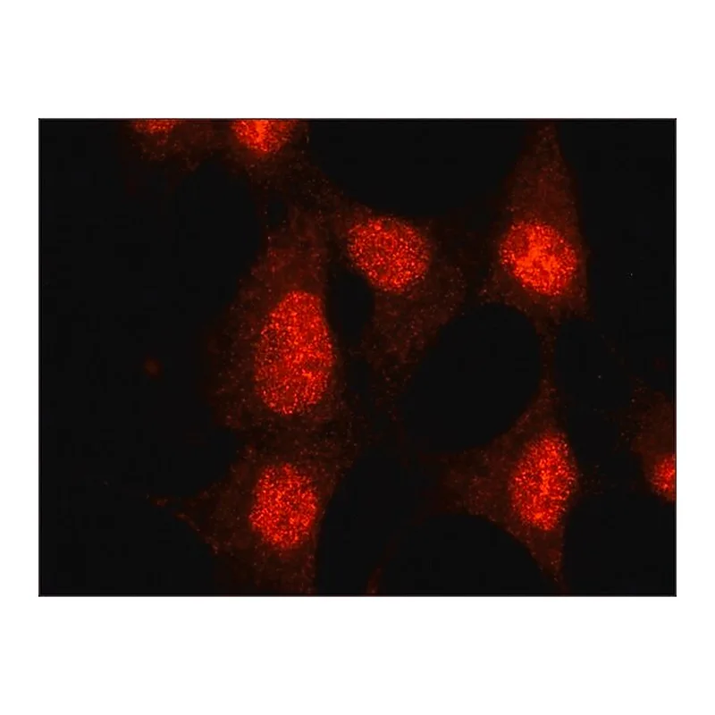 Merck Anti-SMAD6 (C-terminal) antibody produced in rabbit