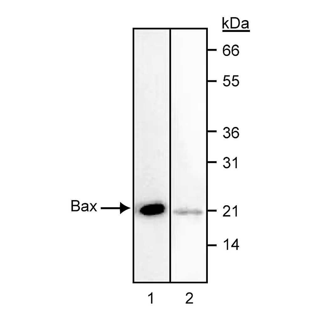 BD Purified Mouse Anti-Bax