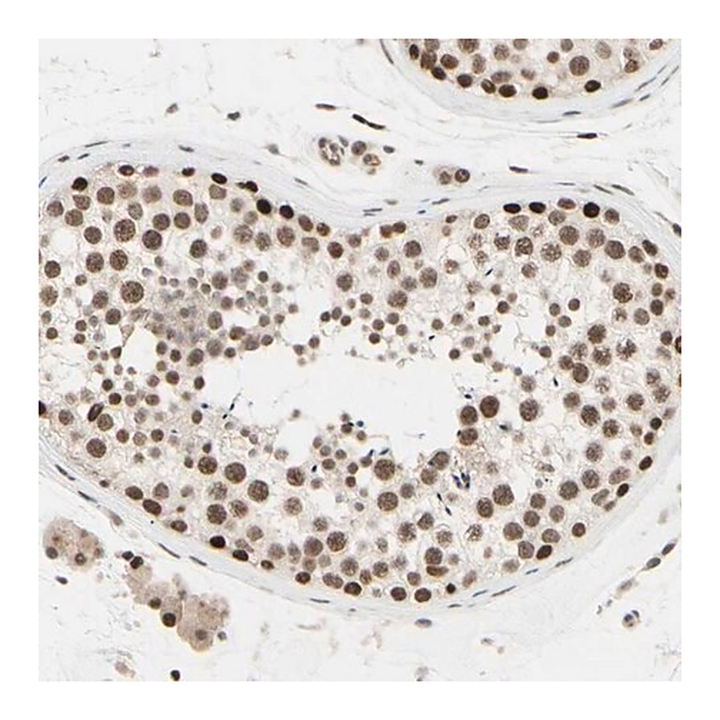 Merck Anti-SUFU antibody produced in rabbit