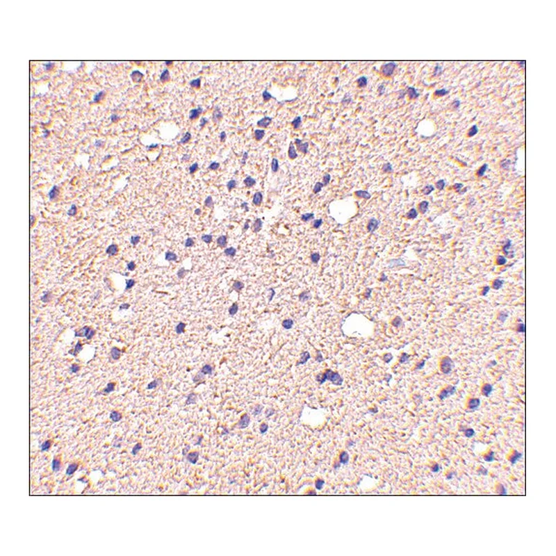 Merck Anti-ELOVL6 antibody produced in rabbit