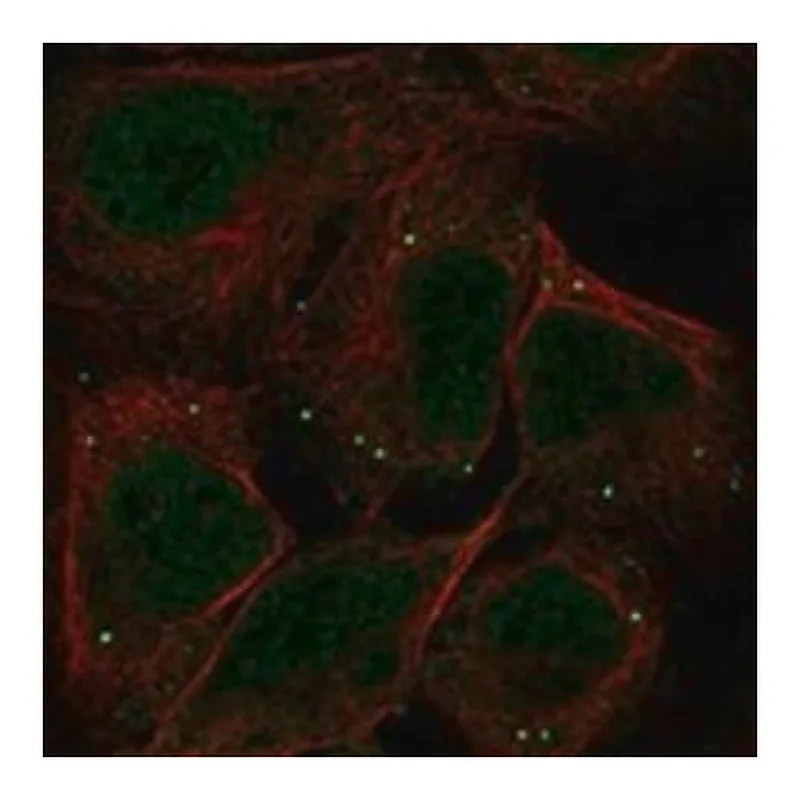 Merck Anti-GDE1 antibody produced in rabbit