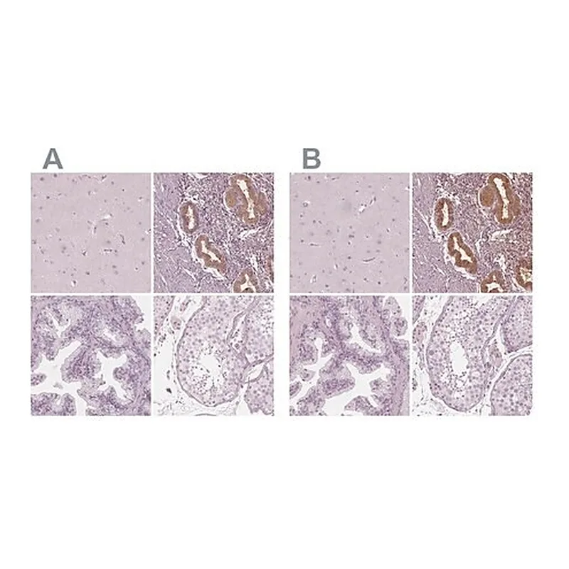 Merck Anti-PAEP antibody produced in rabbit