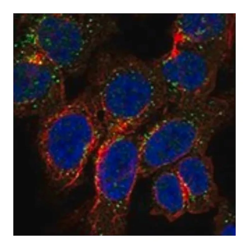 Merck Anti-TRPM3 antibody produced in rabbit