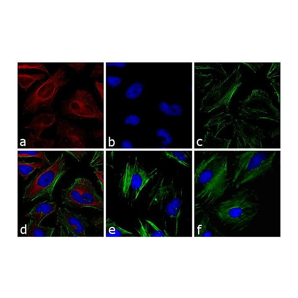 Thermo Fisher Scientific Goat anti-Mouse IgG (H+L) Secondary Antibody, DyLight 633