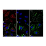 Thermo Fisher Scientific Goat anti-Mouse IgG (H+L) Secondary Antibody, DyLight 633