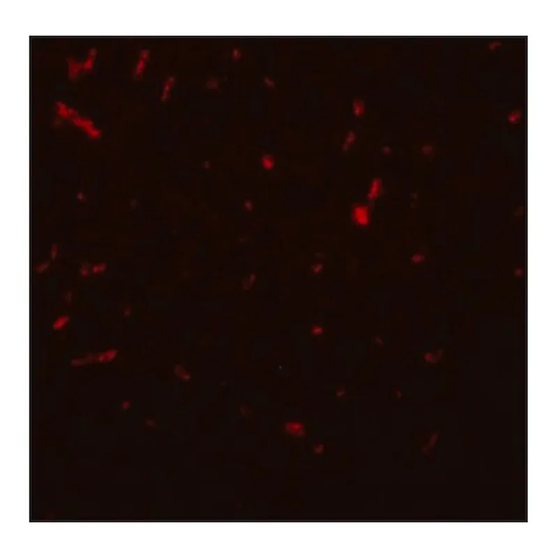 Merck Anti-SIRT1 antibody produced in chicken