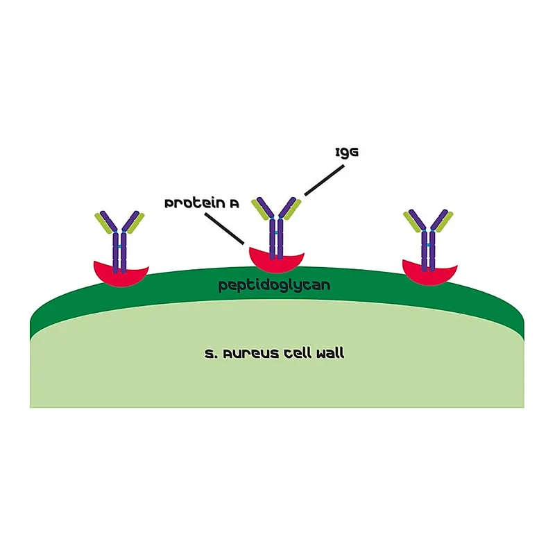 Merck Protein A from Staphylococcus aureus