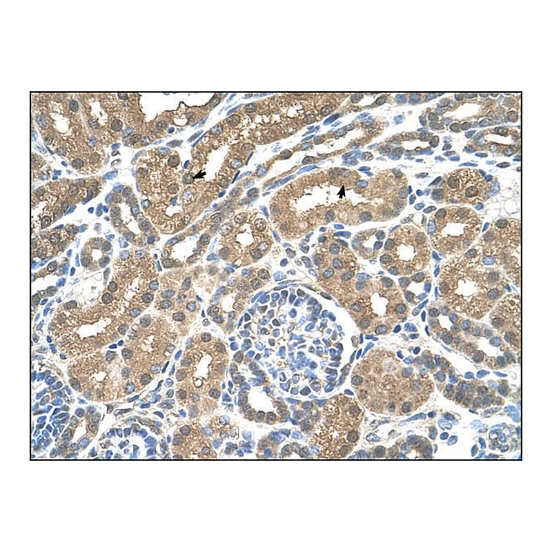 Merck Anti-SLC16A8 antibody produced in rabbit
