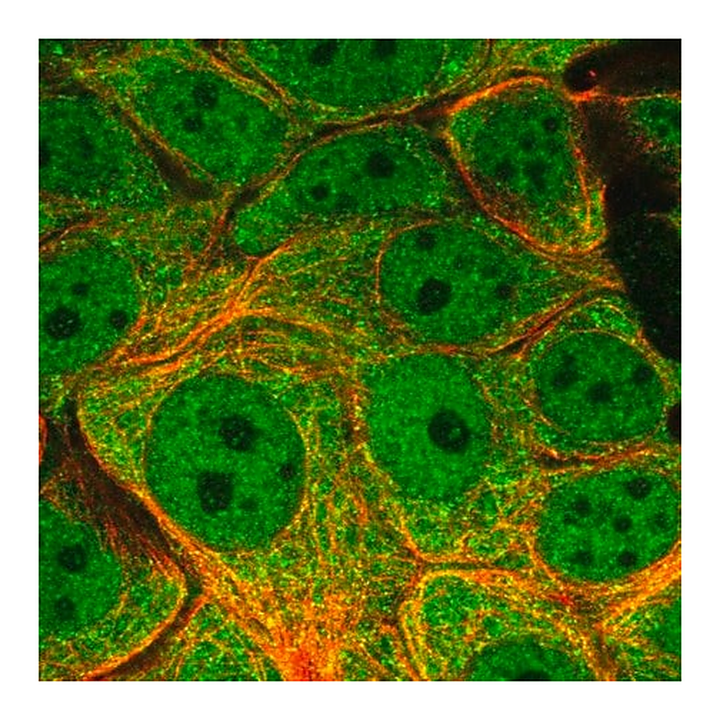 Merck Anti-DYNLL1 antibody produced in rabbit