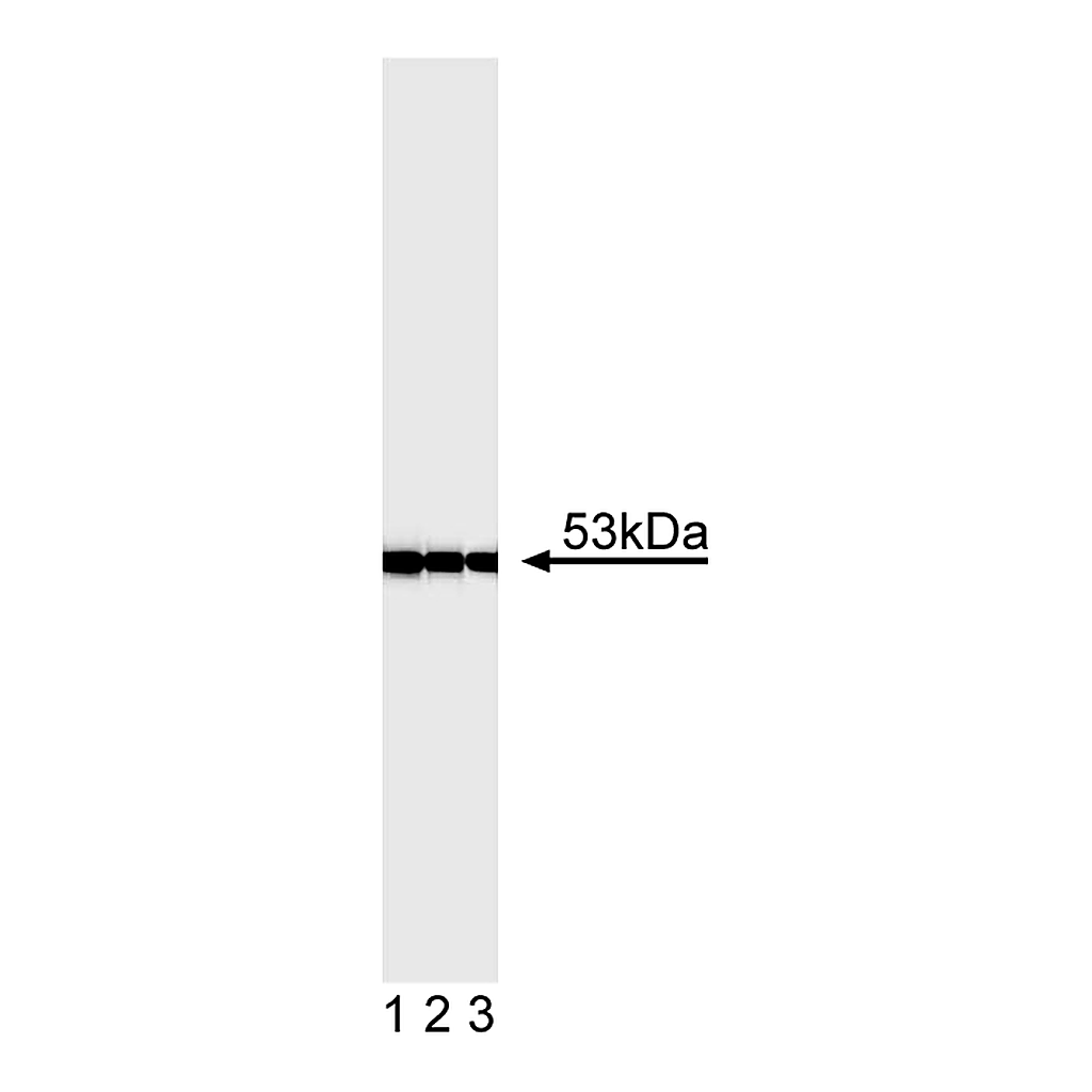 BD Purified Mouse Anti-Human p53