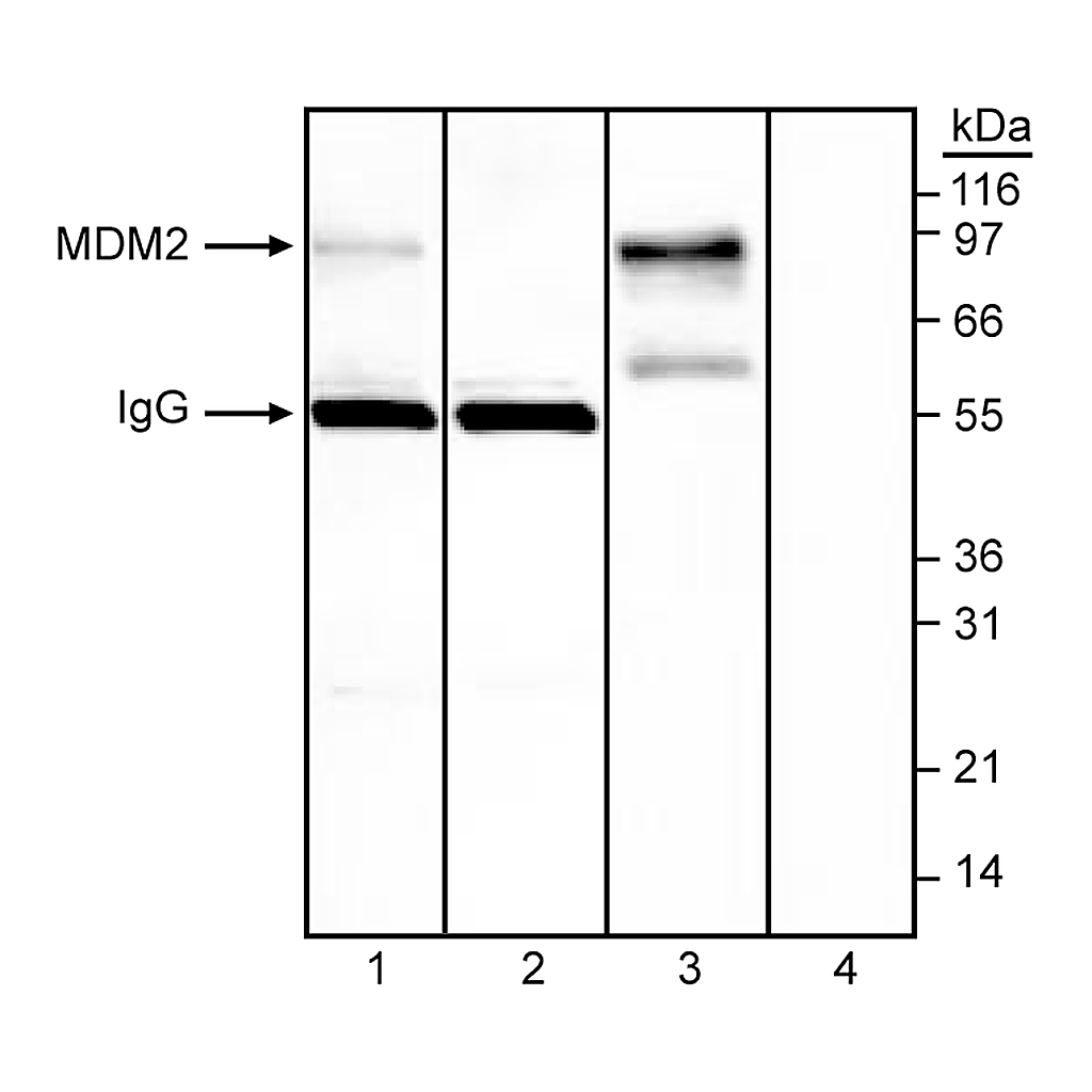 BD Purified Mouse Anti-MDM2