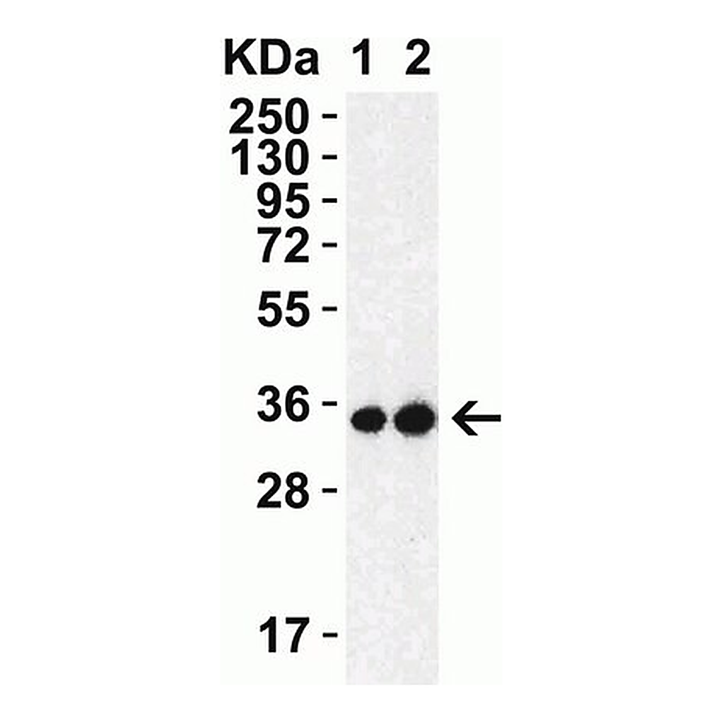 Merck Anti-SARS-CoV-2 (COVID-19) 3CL-PRO (NSP5) antibody produced in rabbit