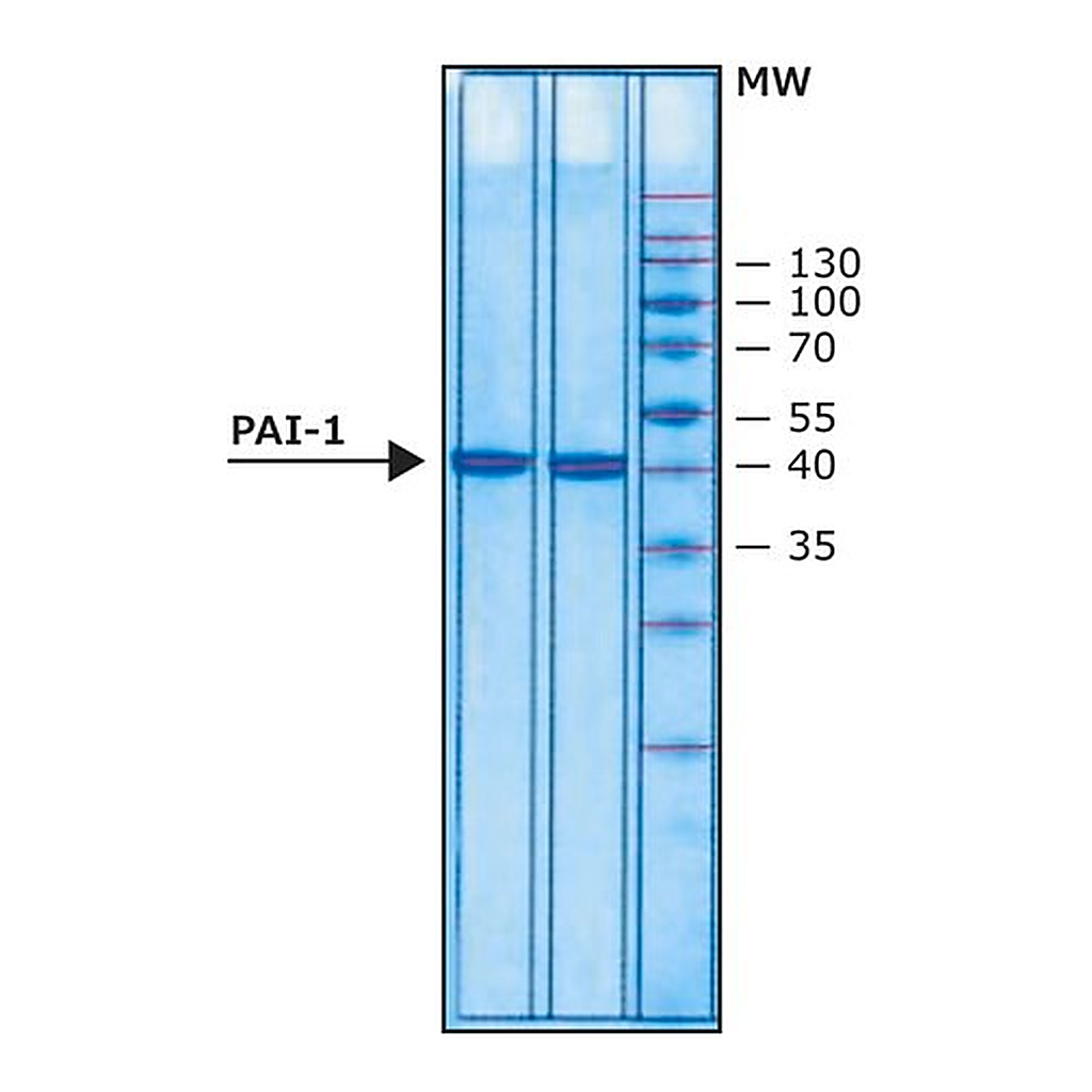 Merck Plasminogen activator inhibitor 1 (PAI-1) human