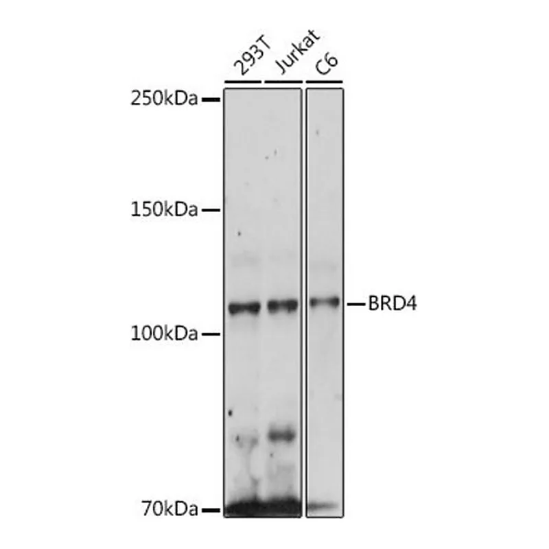 Merck Anti- BRD4 antibody produced in rabbit