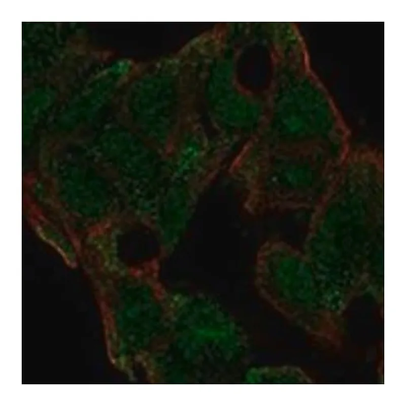 Merck Anti-HNMT antibody produced in rabbit