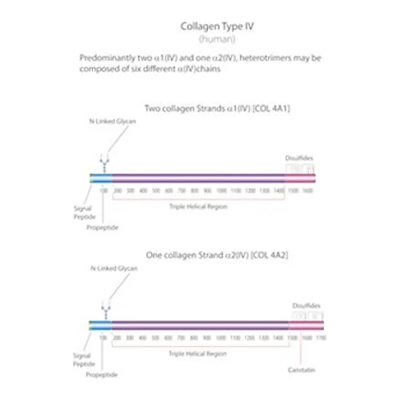 Merck BORNSTEIN AND TRAUB TYPE IV, SOLUTION, &