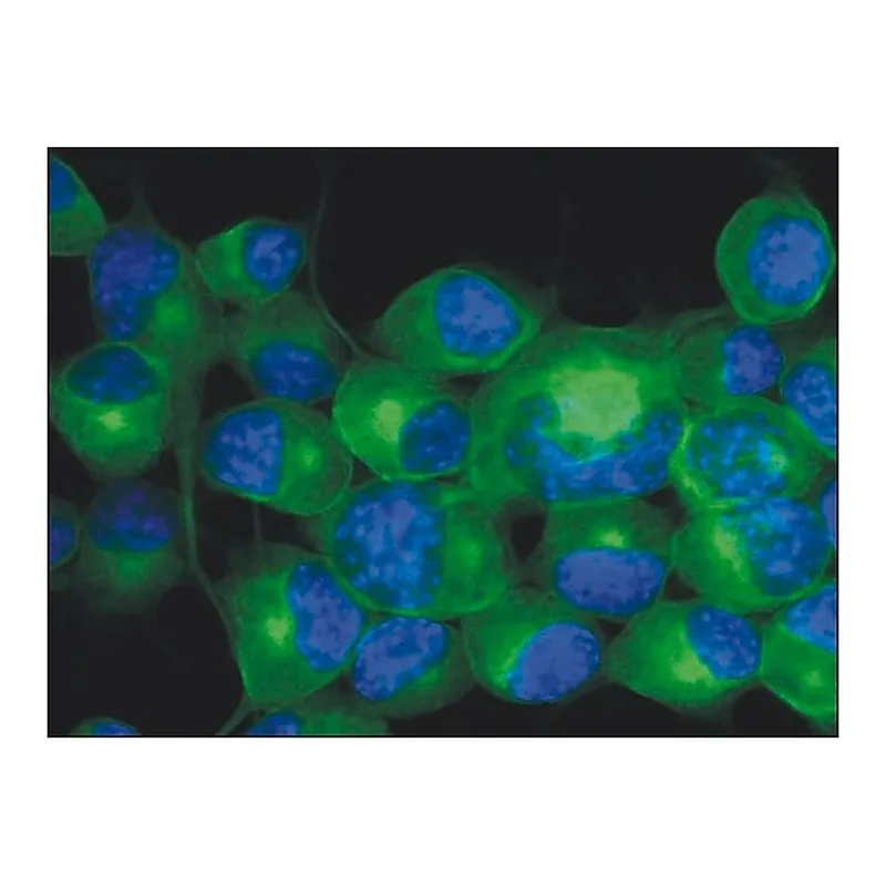 Merck Monoclonal Anti-TUBB3 antibody produced in mouse