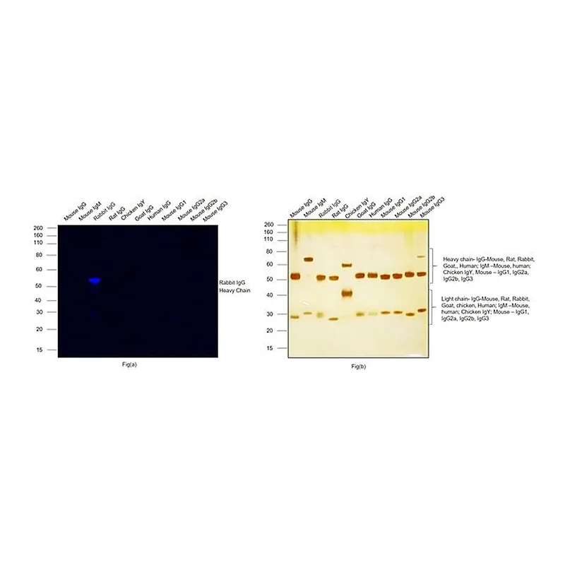 Thermo Fisher Scientific Goat anti-Rabbit IgG (H+L) Highly Cross-Adsorbed Secondary Antibody, Alexa Fluor Plus 800