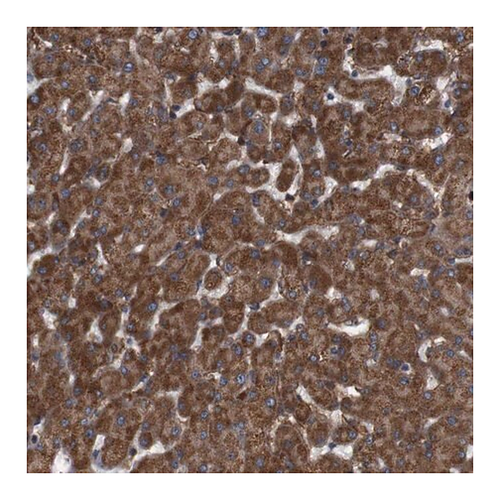Merck Anti-SIGLEC8 antibody produced in rabbit