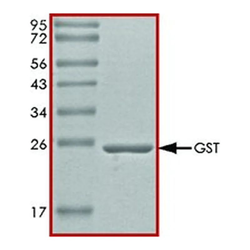 Merck GST PROTEIN, TAG-FREE