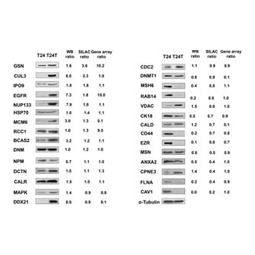 Merck MONOCLONAL ANTI-EZRIN (CLONE 3C12) FROM&