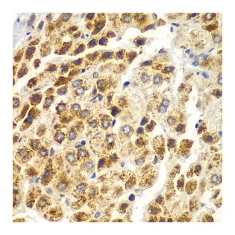 Merck Anti- SND1 antibody produced in rabbit